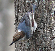 Brown-headed Nuthatch House