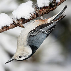 Nuthatches