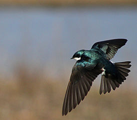 Tree Swallow House