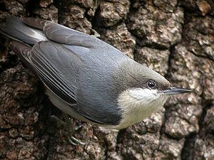 Pygmy Nuthatch House