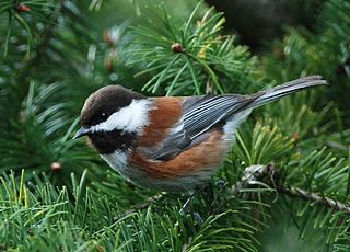 Chestnut-backed Chickadee House