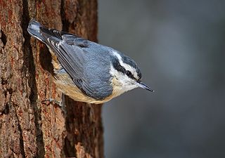 Red-breasted Nuthatch House