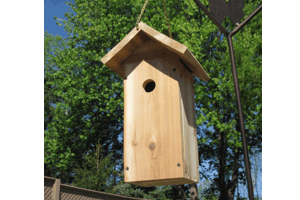 White-breasted Nuthatch House
