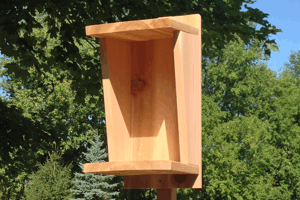 Eastern Phoebe Wallmount House