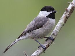 Carolina Chickadee House