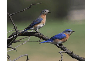 Bluebirds