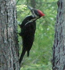 Woodpeckers