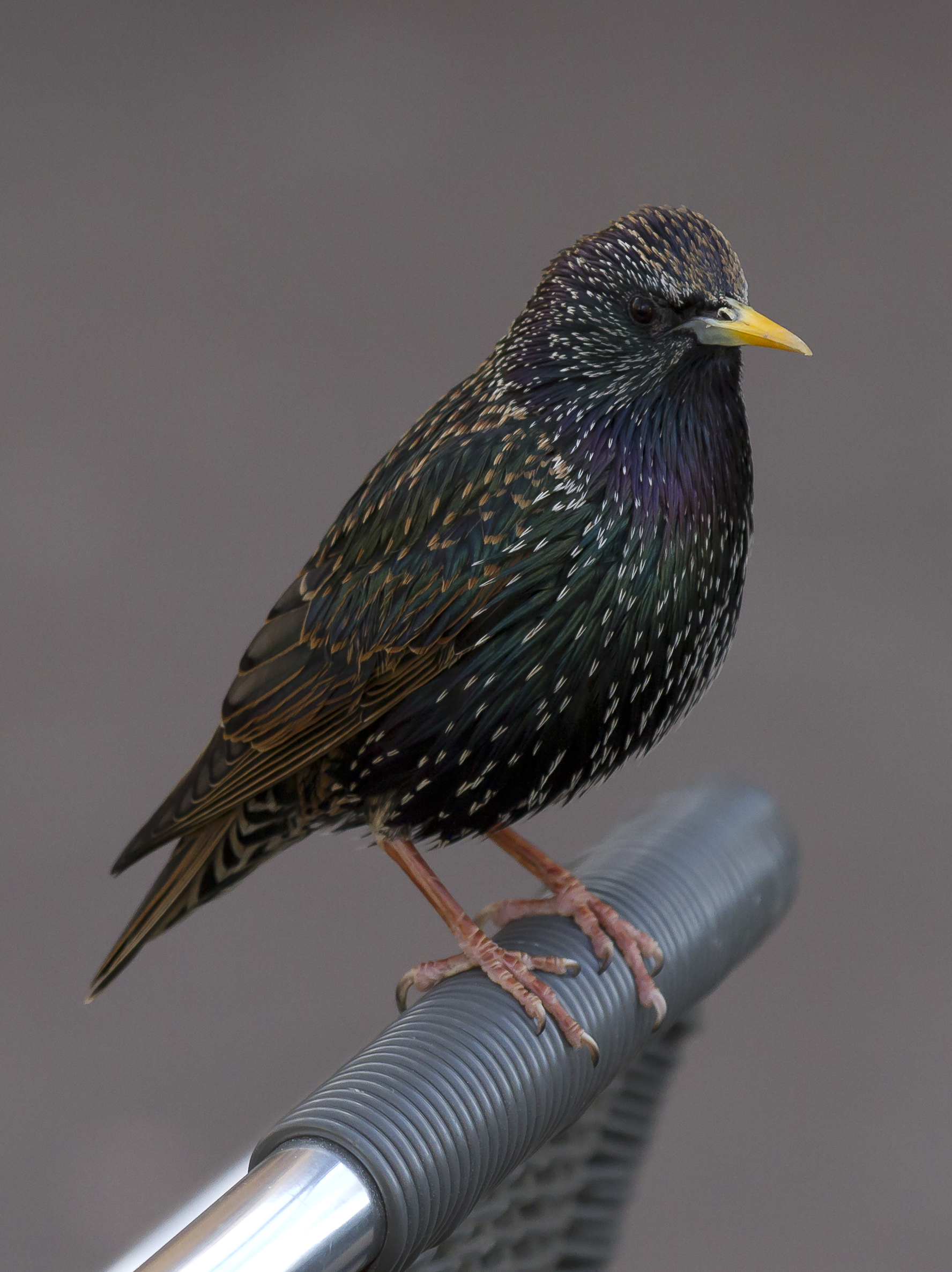 Starlings