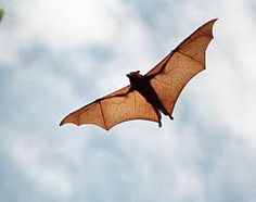 bats-fruit.jpg