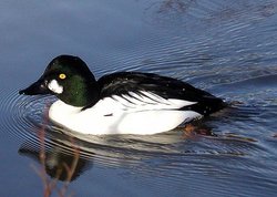 Common Goldeneye House