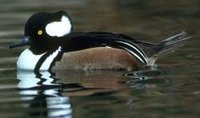 Hooded Merganser House